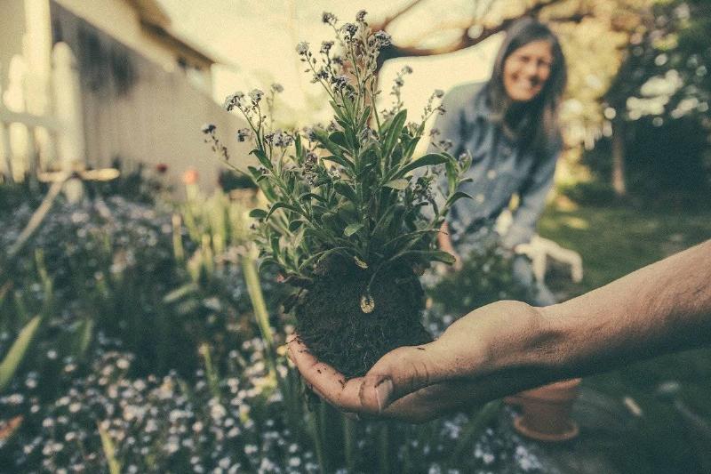 Dispose Of Your Trap Plant