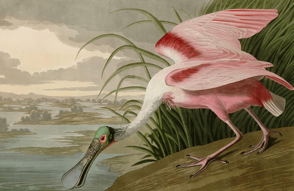 “Birds Of America” By James Audubon