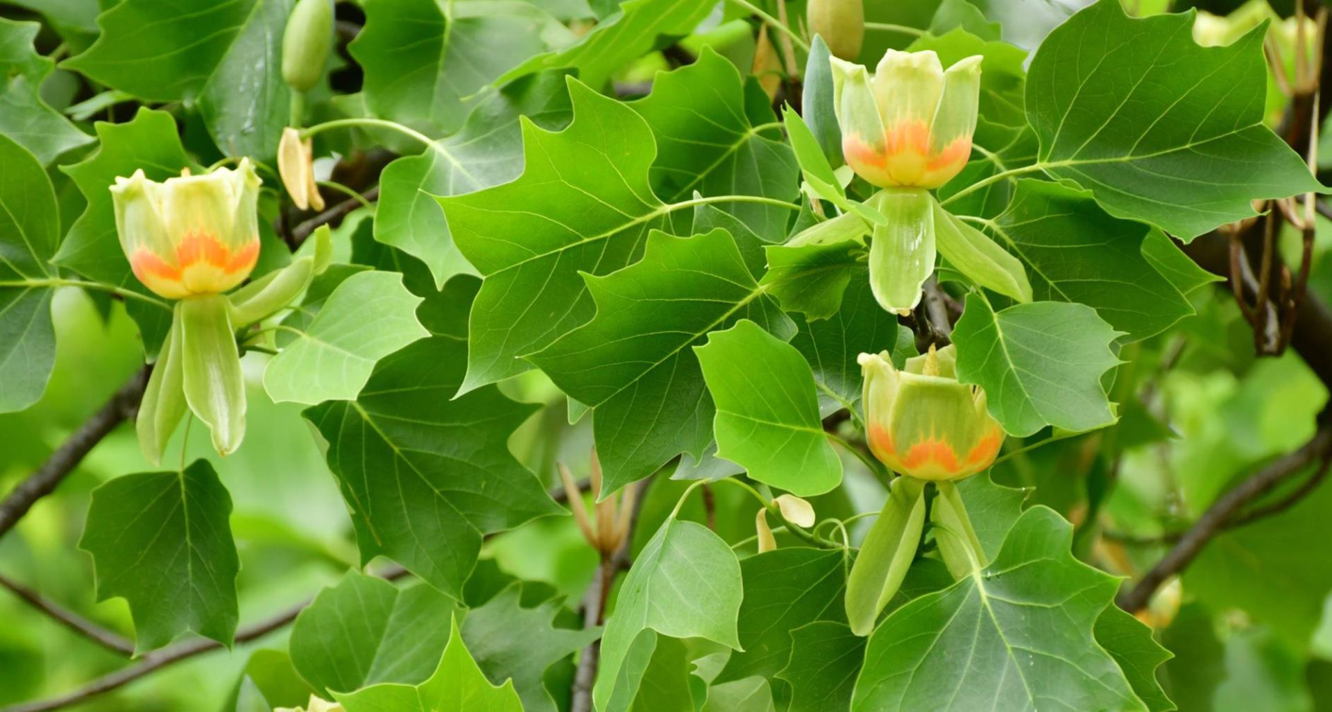 Tulip Poplar