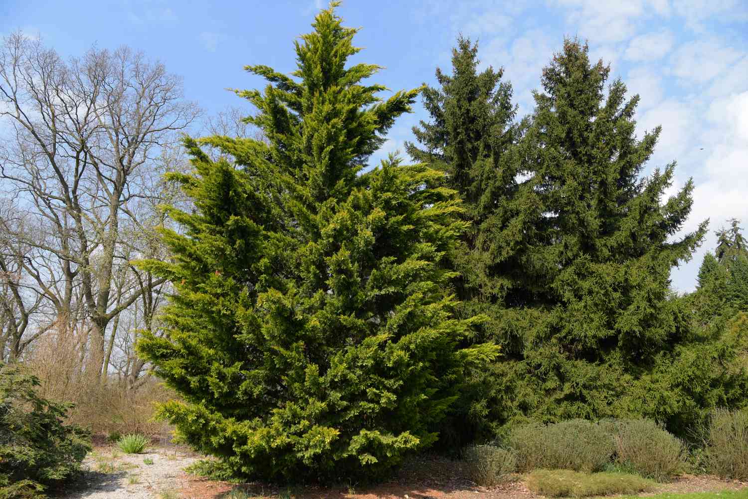 Leyland Cypress