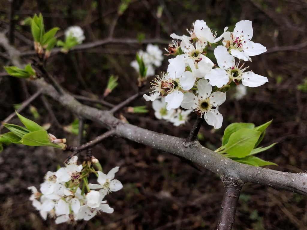 Bradford Pear Tree Flowers