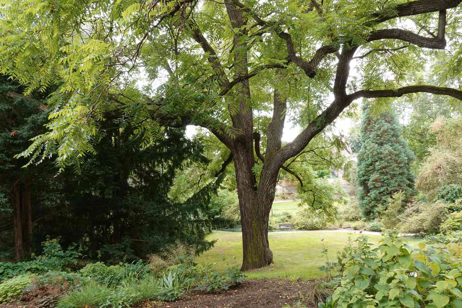 Black Walnut Trees