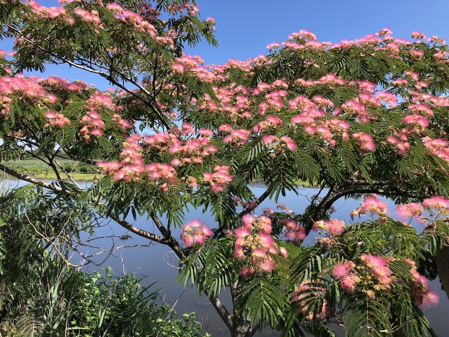 Mimosa Trees