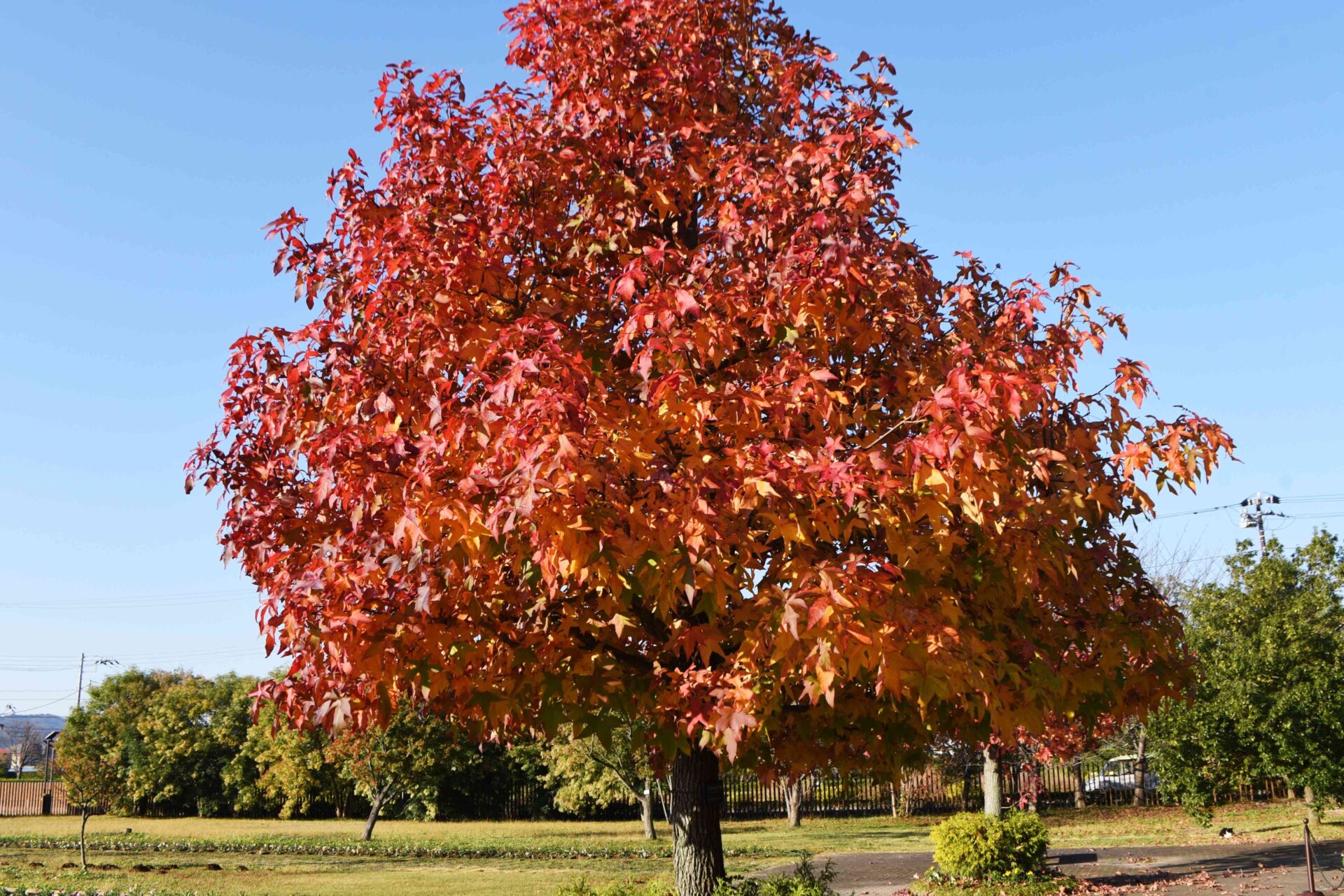 Sweetgum Trees