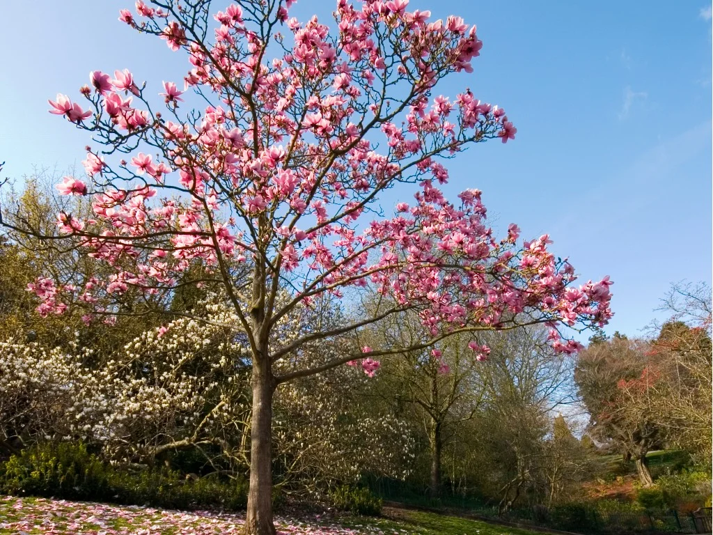 Magnolia Trees