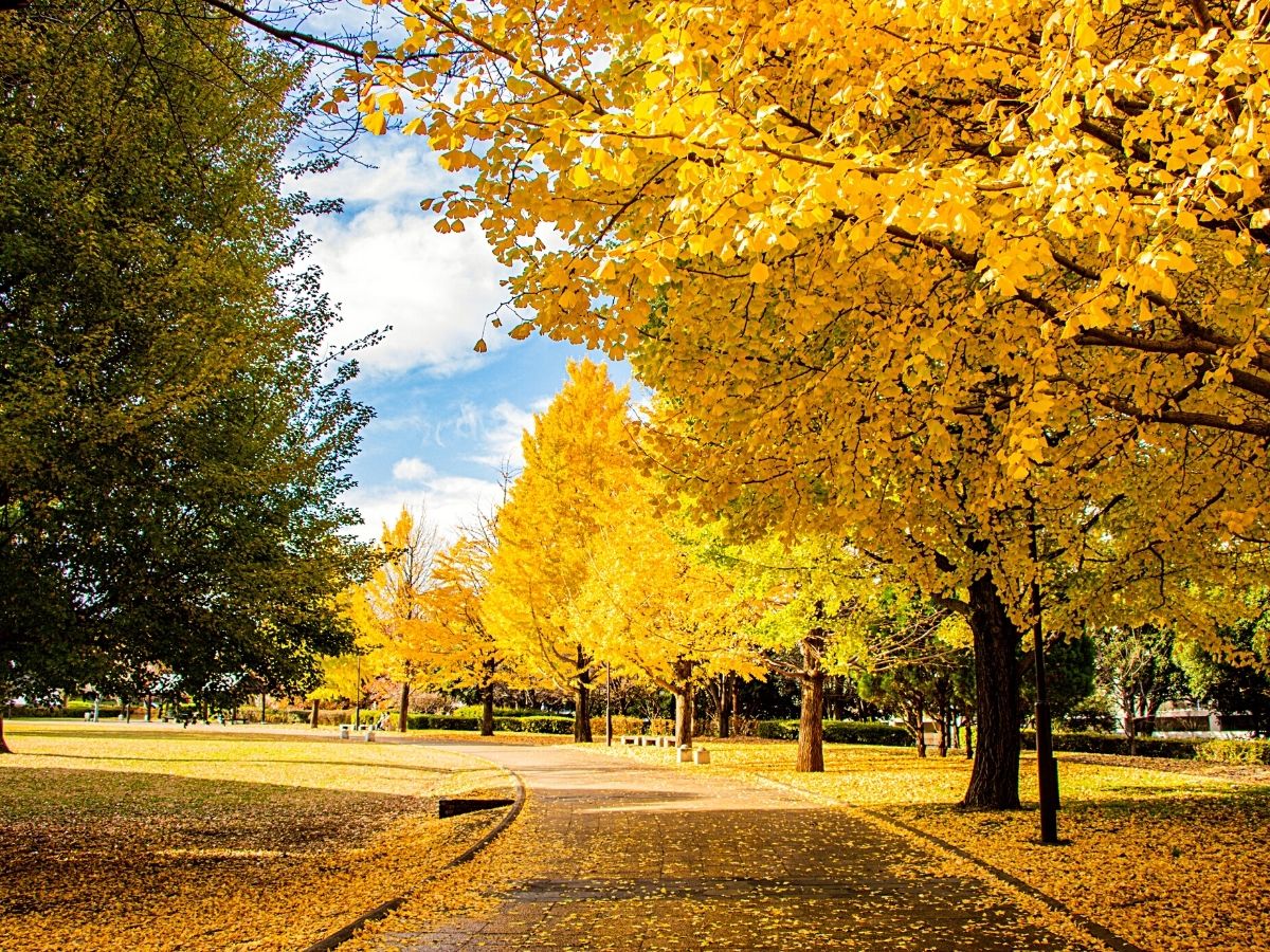 Gingko Trees