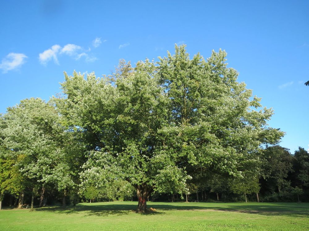 Silver Maple Trees