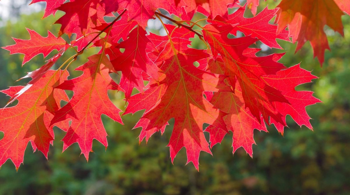 Red Oak Trees