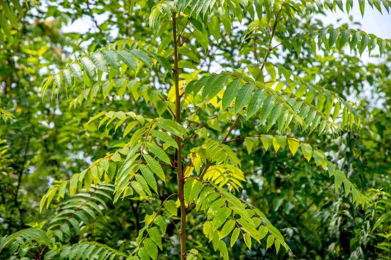 Tree Of Heaven