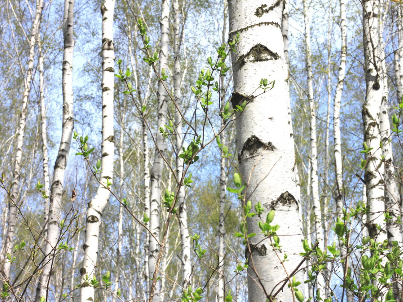 Birch Trees