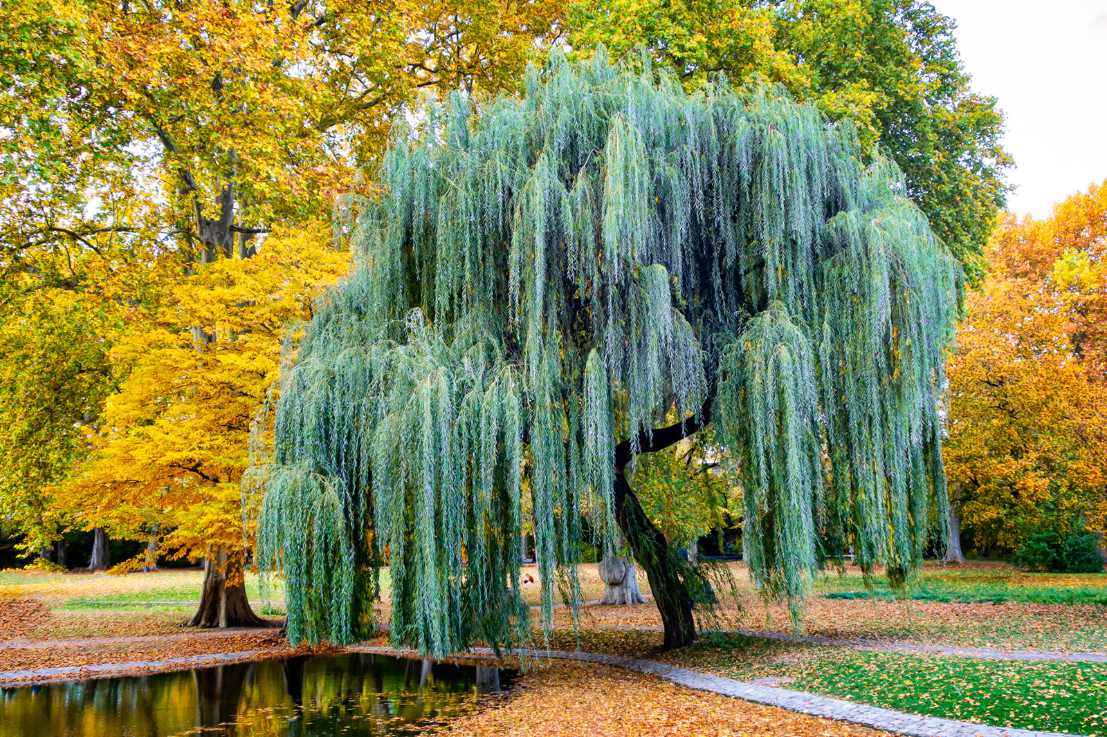 Weeping Willow Trees