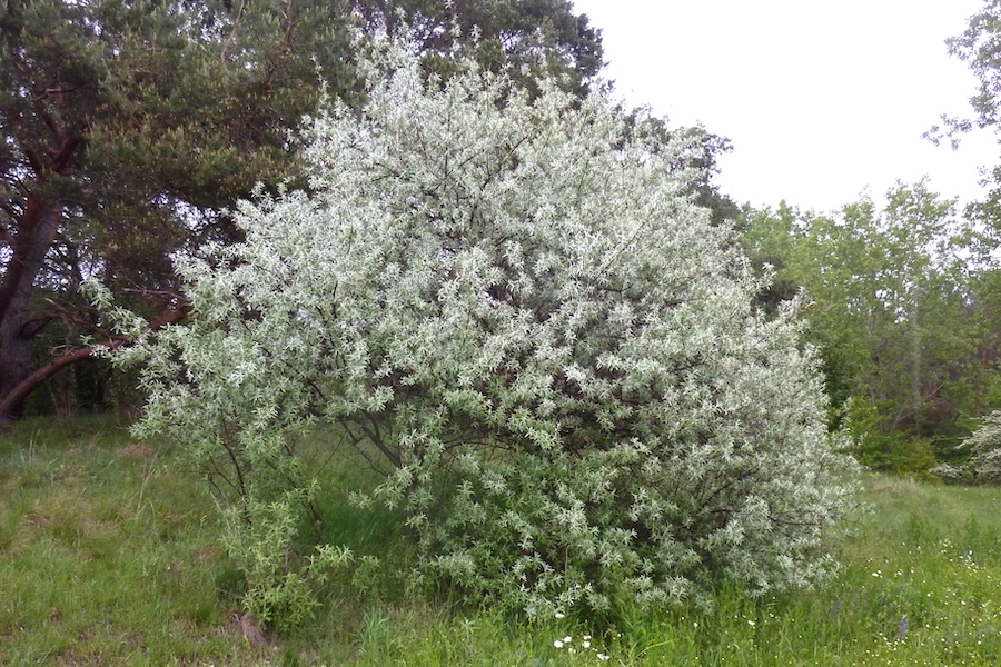 Russian Olive Trees