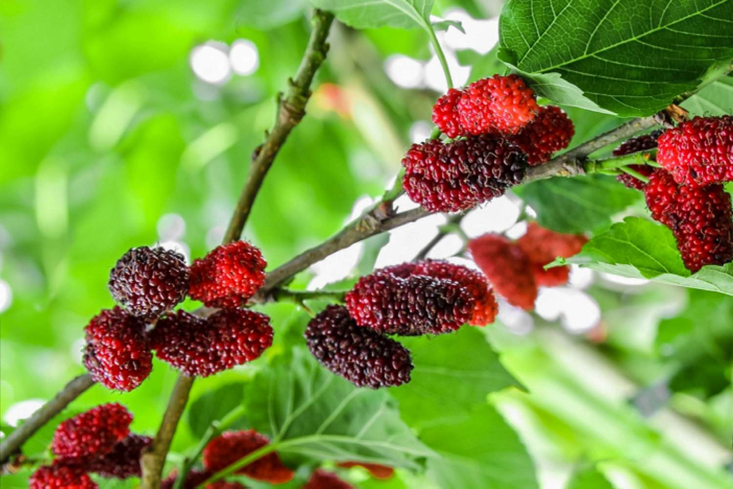 Mulberry Trees