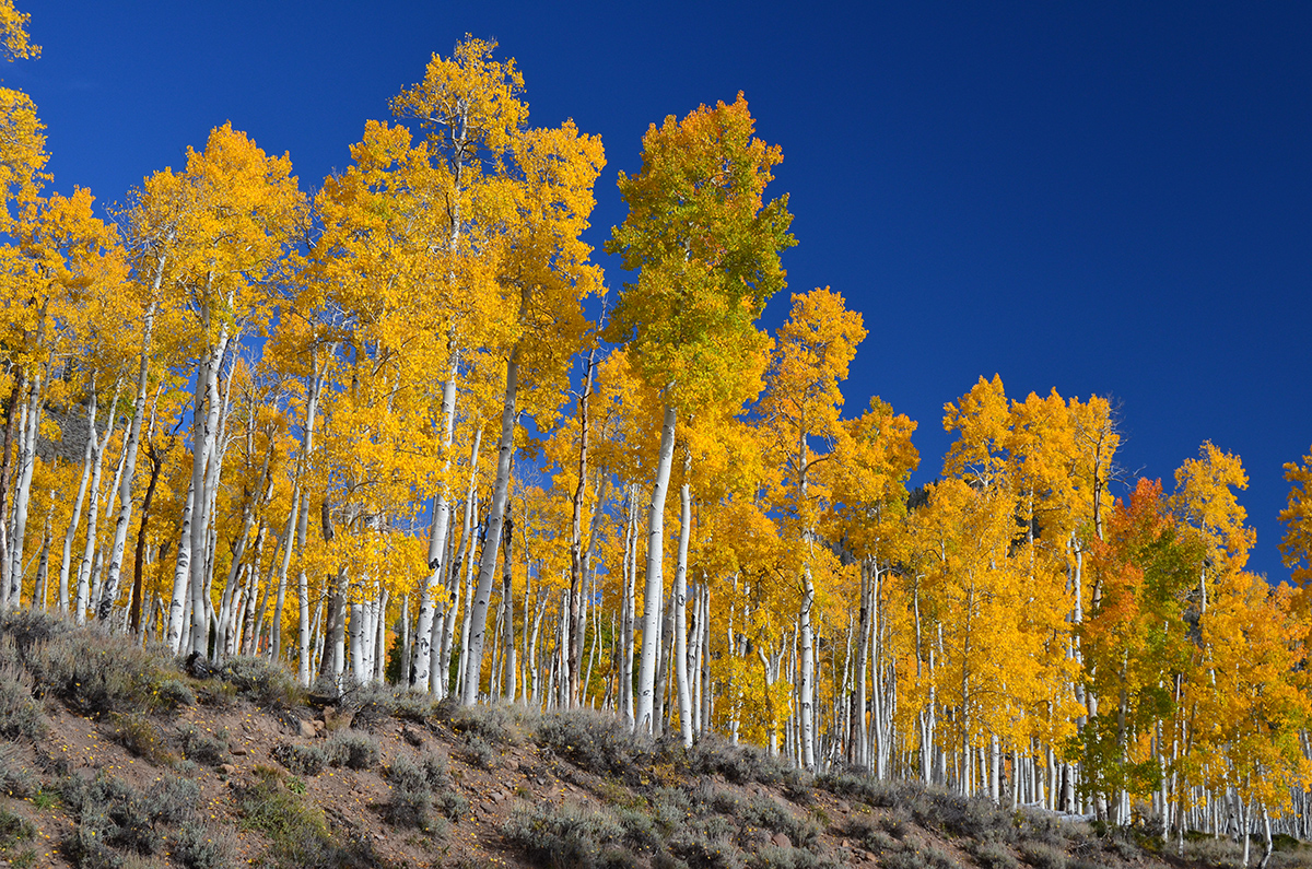 Aspen Trees