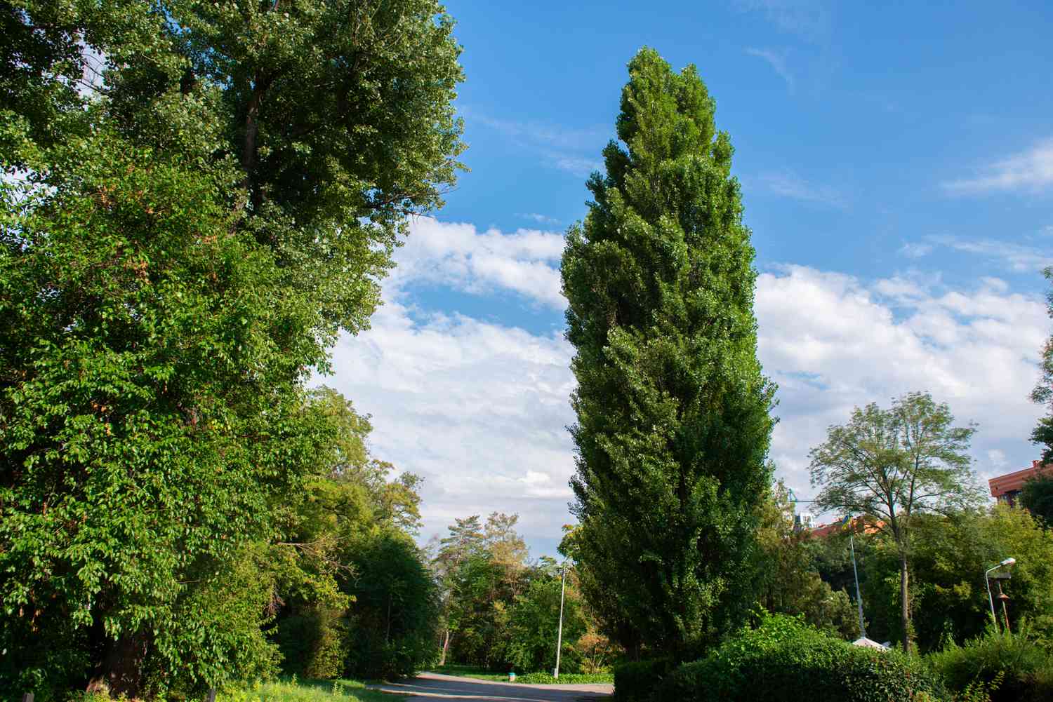 Lombardy Poplar Trees