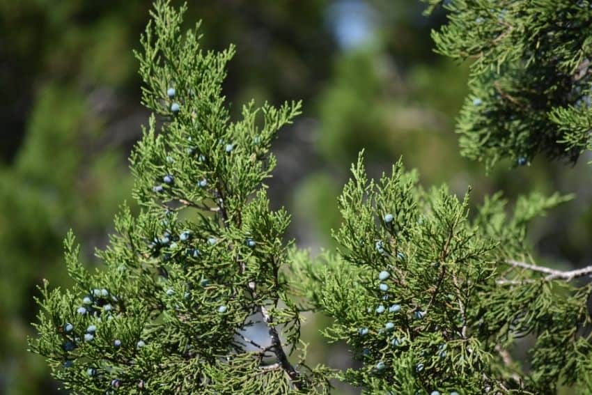 Mountain Cedar Trees