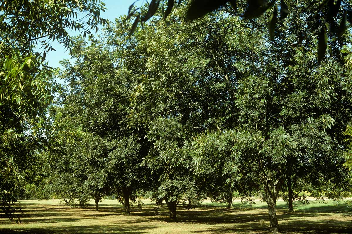 Pecan Trees