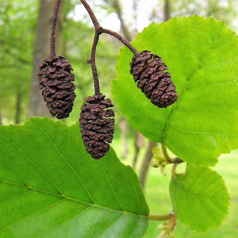 Black Alder