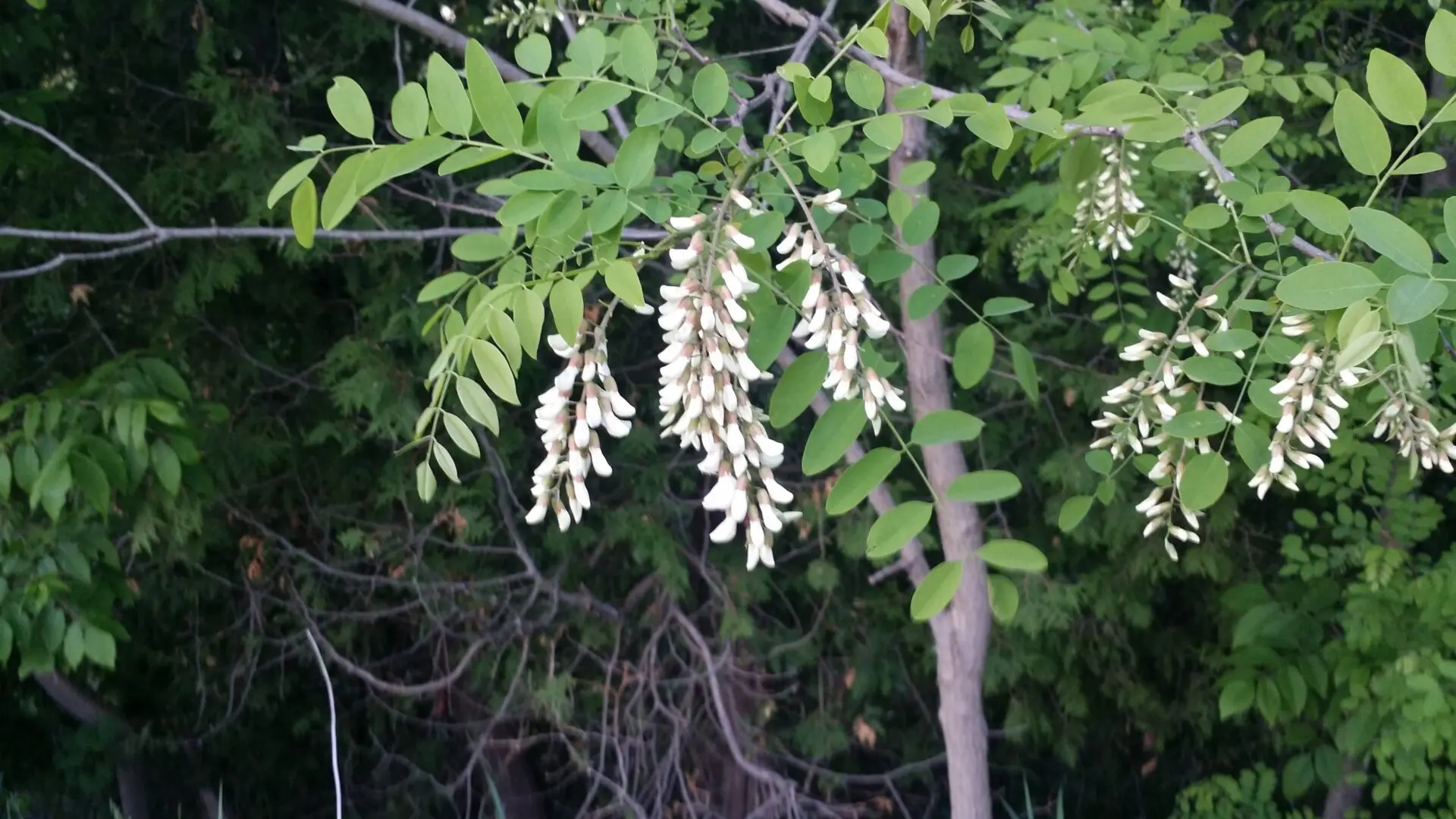 Black Locust Tree