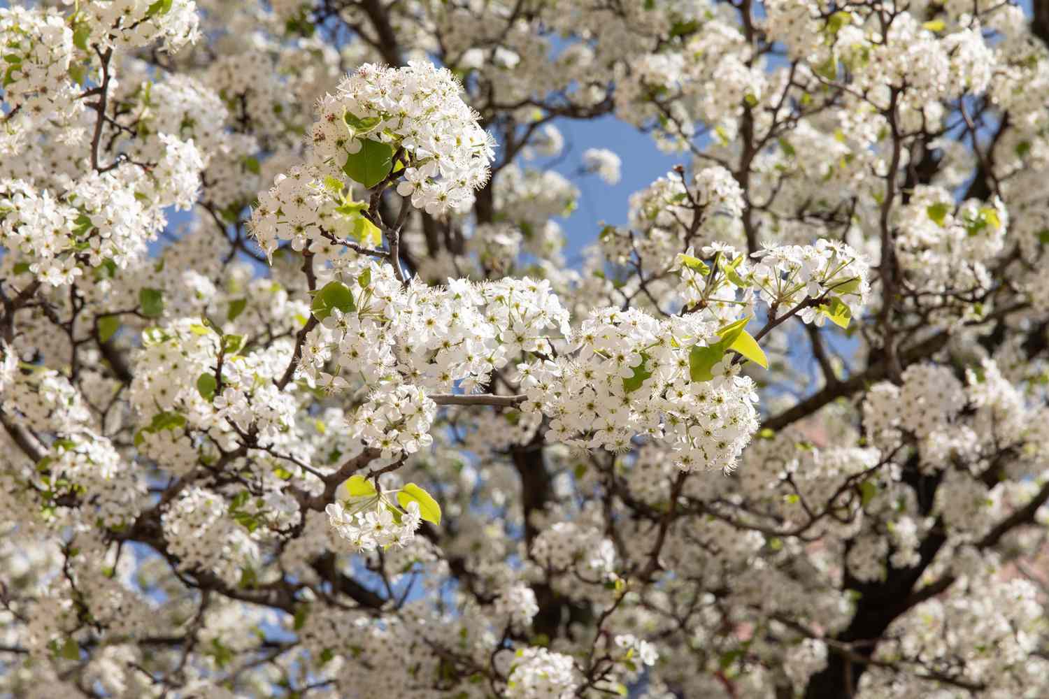 Callery Pear