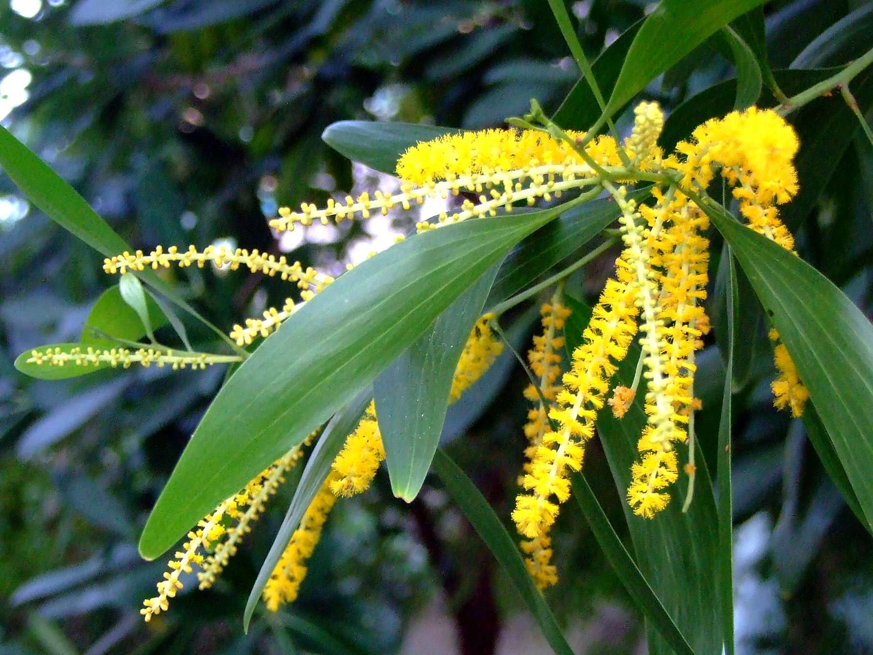 Earleaf Acacia