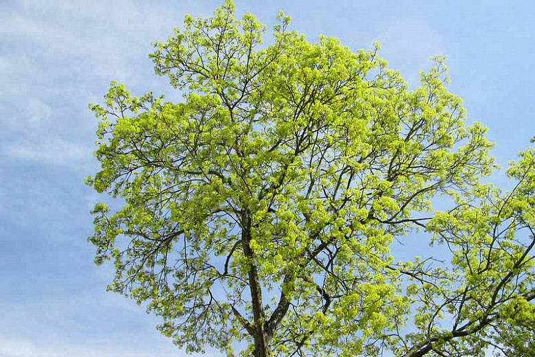 Norway Maple Tree