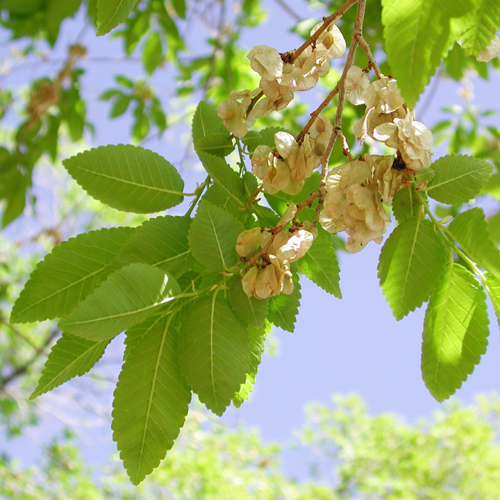 Siberian Elm Tree