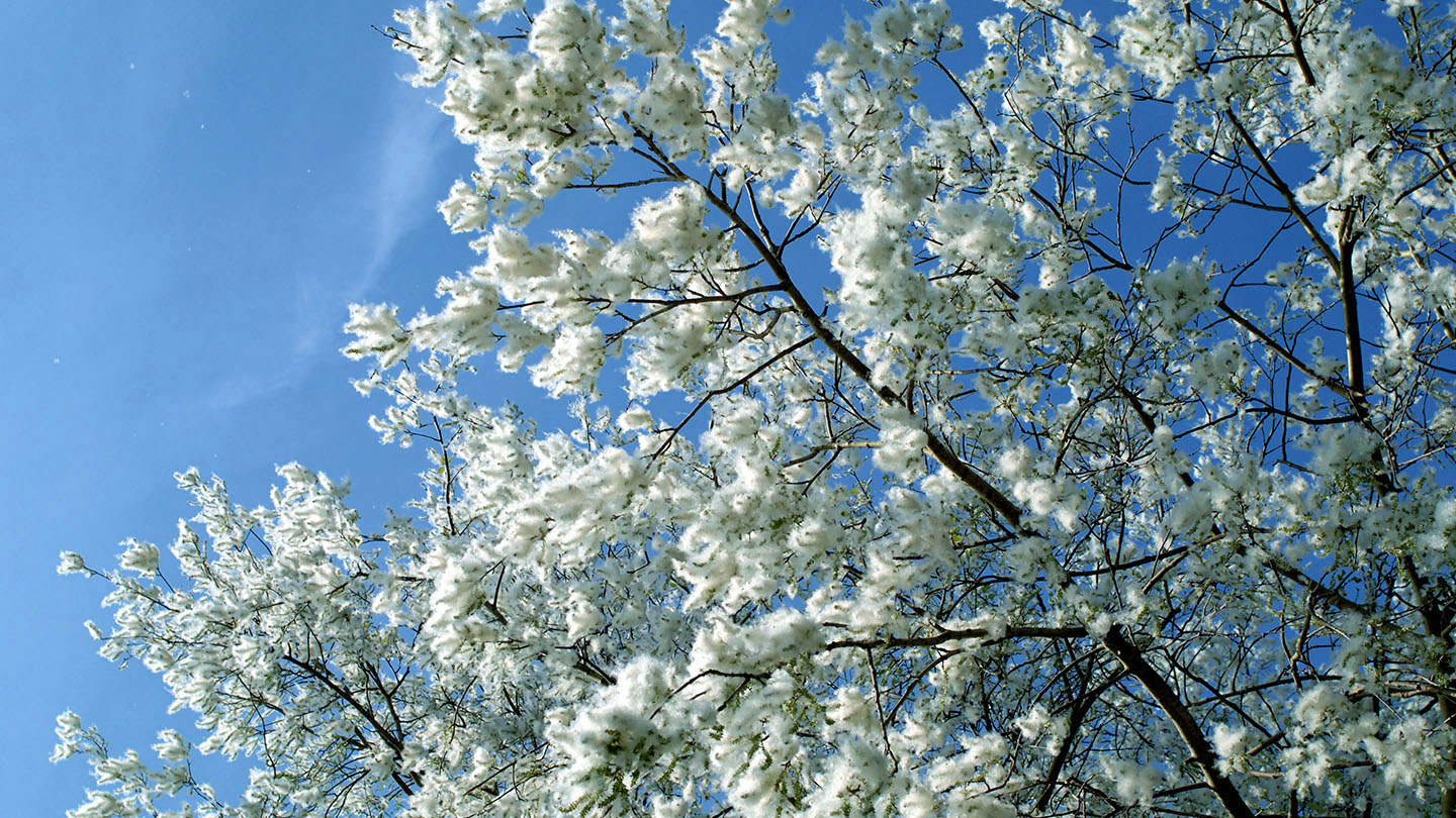 White Poplar