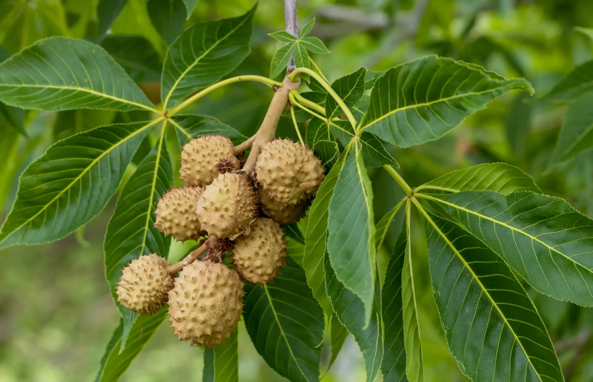 Ohio Buckeye